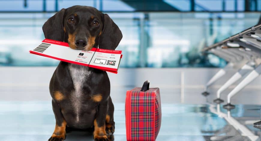 Cómo viajar con tu mascota en avión